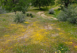 wildflowers along the trail